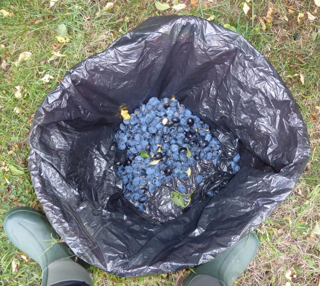 Picking Shropshire Prunes in September: Big Vessel for a Big Crop