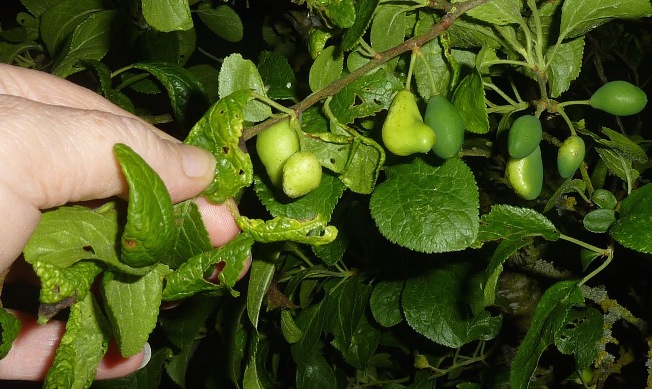 Blister of pocket plum on damson fruitlets