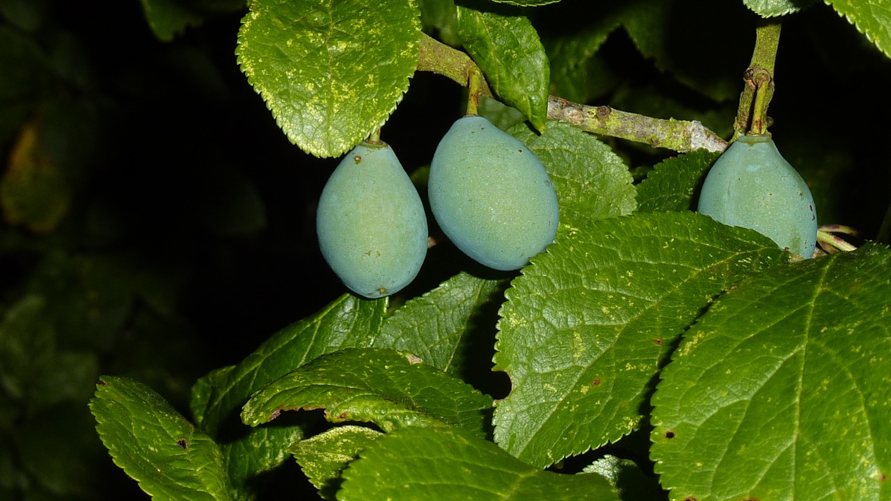 Photo of damsons growing on the tree