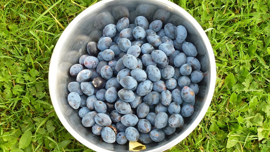 A Stash of Just-Picked Damsons: Ripe With Possibilities. 